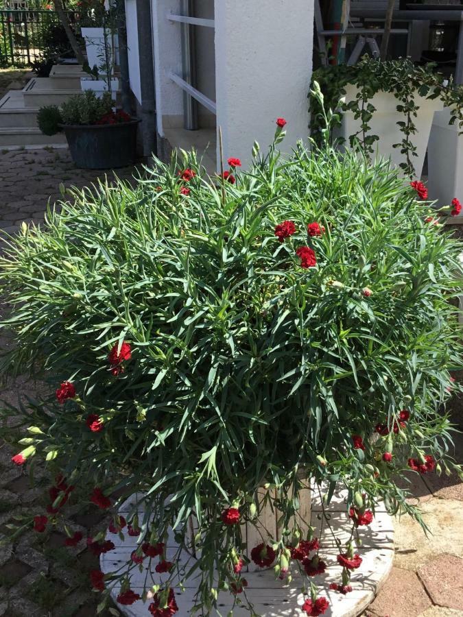 Apartments More بيروفاتش المظهر الخارجي الصورة